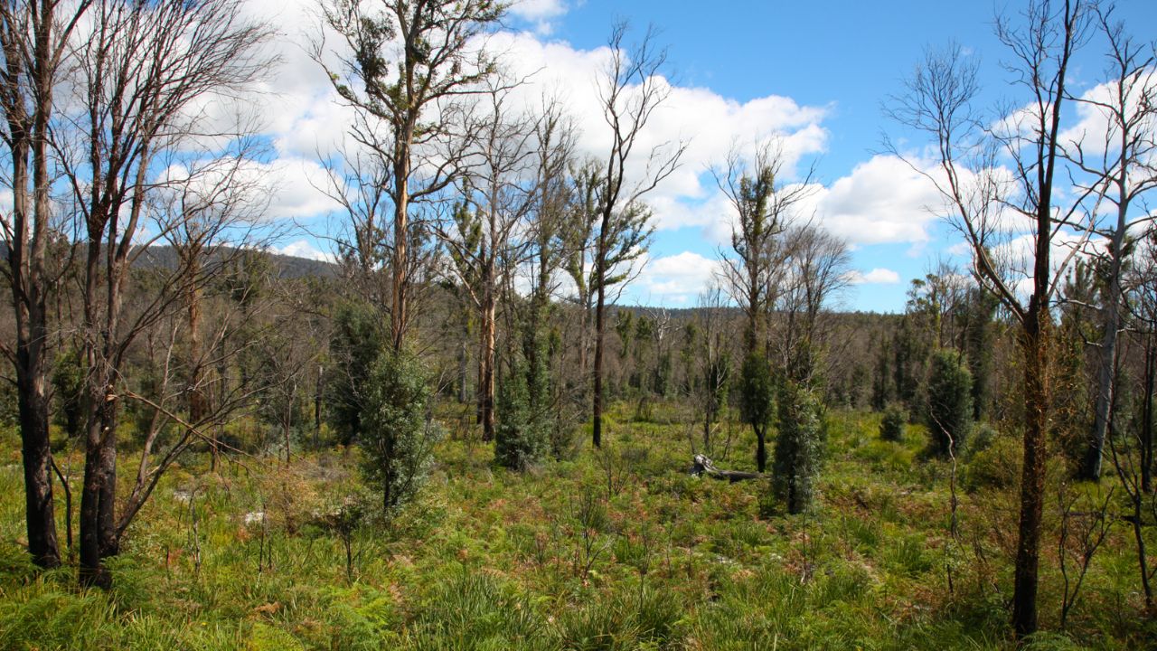 The Impact of Deforestation on Brazil’s Agricultural Productivity