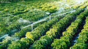 Water Management Shapes Agricultural Success