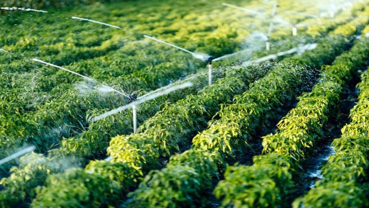Water Management Shapes Agricultural Success